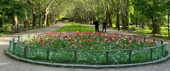 Тюльпани як символ підтримки: хто саме надіслав квіти
